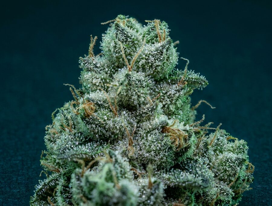 Close-up of high-quality cannabis flower showing intact trichomes